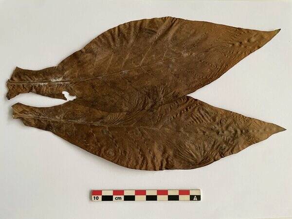 Fig2. a Feuille de gbokè