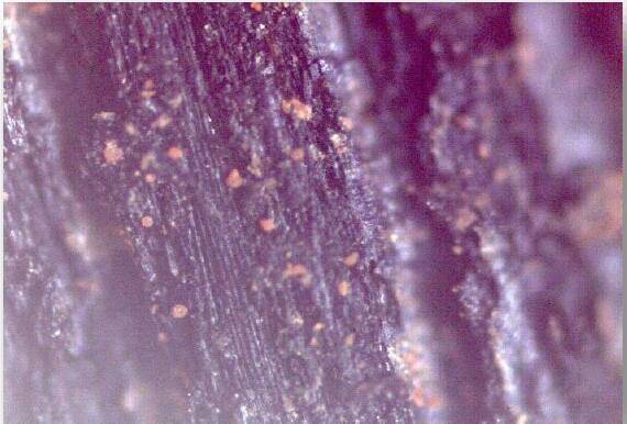 Fig4 a Images microscopiques des restes végétaux - passe n°3 - grossissement X100