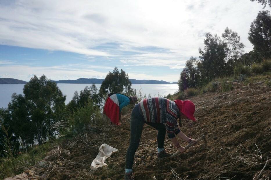 Fig. 4 : travail au champs, l’ethnologue et la femme de Francisco en train de récolter les pommes de terre avant que les vers ne les dévorent (Avril 2019 © Borka)