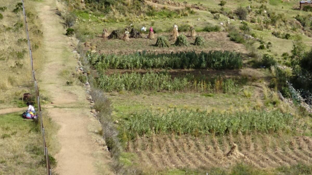 Fig.3 : parcelles agricoles en période de récolte (Avril 2019 © Borka)
