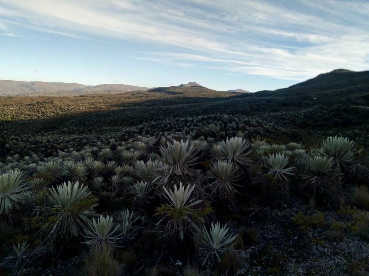 Frailejonal dans la vereda Las Sopas, formations de frailejón (Espeletia sp.), végétation arbustive typique du páramo.