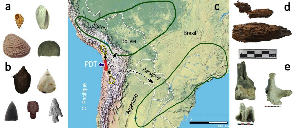 Fig.2 : (a) Coquilles de l'océan Pacifique. (b) 1. Pointe Patapatane, 2. Pointe Tuina élaborée avec la roche de la source Chipana, 3. Obsidienne, 4. Chert rouge et 5. Pointe Punta Negra. (c) Mobilité locale (couleur rouge), mobilité régionale : avec la côte (flèche bleue), avec les Andes (cercles jaunes) et mobilité suprarégionale (cercles verts). (d) Fragment de bois Ceiba speciosa. (e) Faune disparue, Hippidion sp. et Megatherium sp. Image modifiée [1]