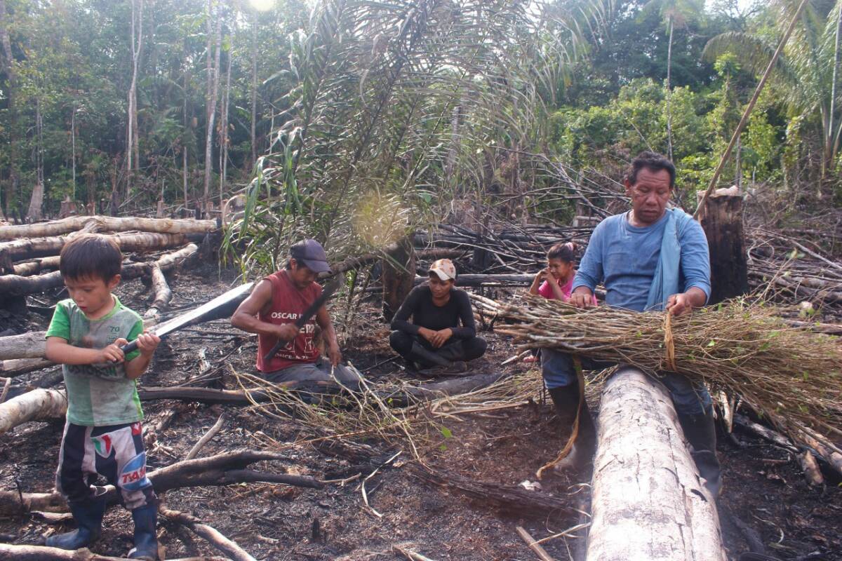 Fig. 4 : The Captain’s family members planting Coca in their newly cleared garden