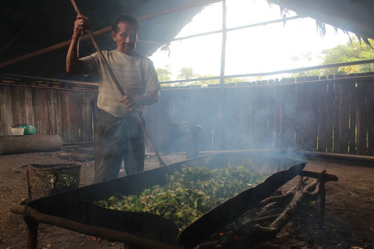Fig. 2 : Tañe toasting coca leaves for the preparation of coca powder