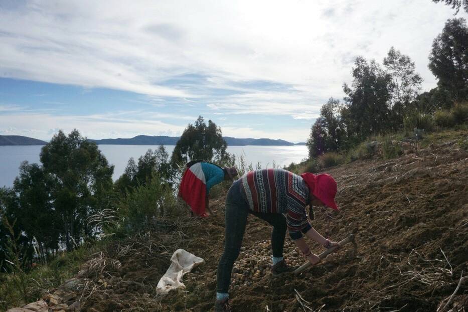 Fig. 4 : travail au champs, l’ethnologue et la femme de Francisco en train de récolter les pommes de terre avant que les vers ne les dévorent (Avril 2019 © Borka)