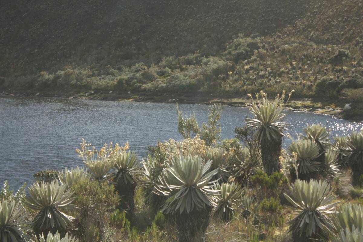 Laguna de Chisacá, lac d’altitude emblématique du páramo, entouré de frailejones fleuris.