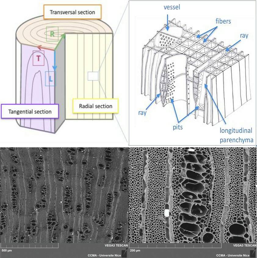 Fig.3 : En haut: schéma tridimensionnel de la structure anatomique d’un bois d’angiosperme (d’après Trouy, 2015). En bas : image au microscope électronique à balayage d’une coupe transversale d’un charbon archéologique de Boscia sp.