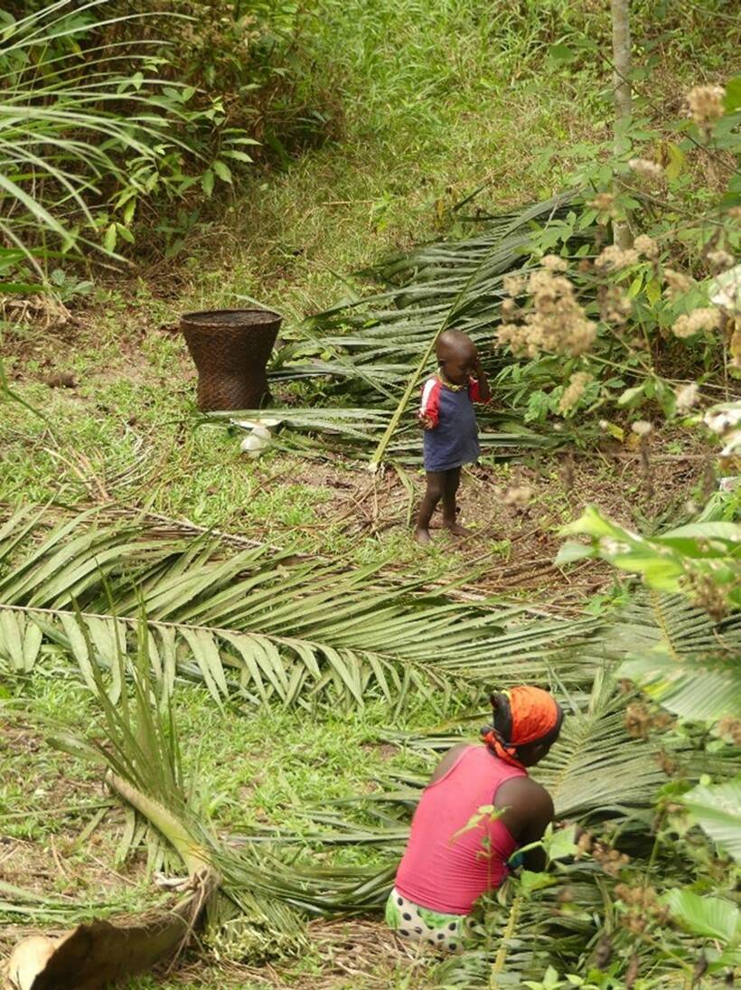 Fig.2 : Une femme prend les feuilles du palmier pour faire des balais. Forêt du Mayombe, Kongo Central (RDC). Septembre, 2019. Photo de Rosa Vieira.